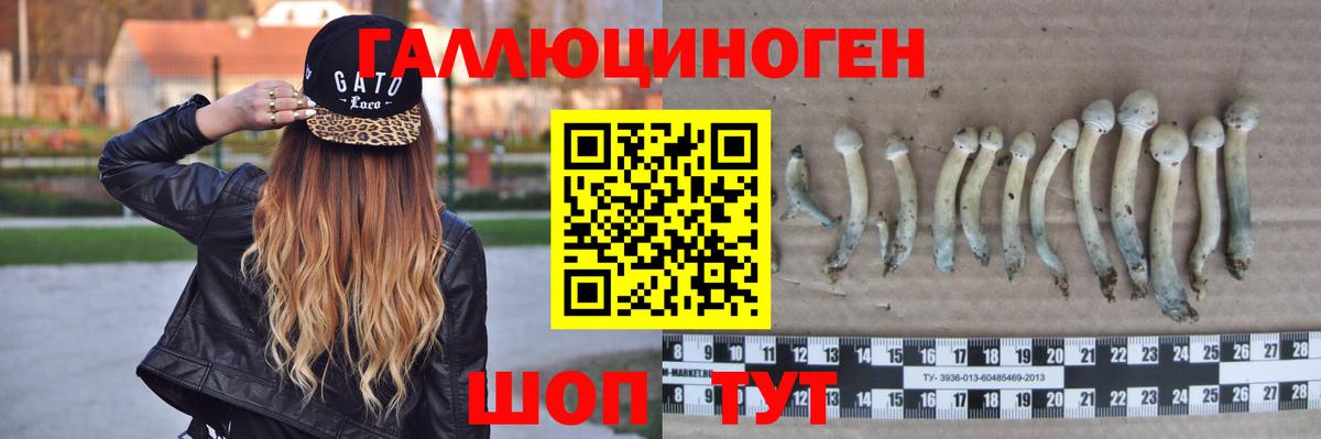 Галлюциногенные грибы Cubensis Курчатов